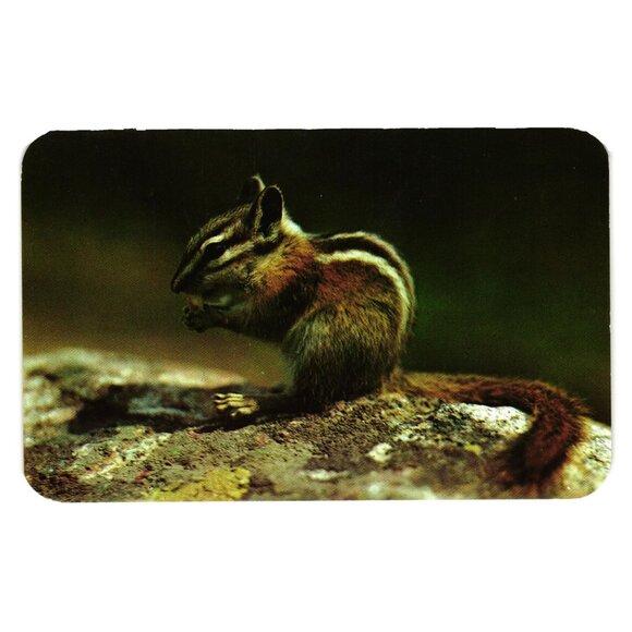 Vintage Chipmunk Postcard Universal Pet Mountains Genuine Dexter Press 3330 - Picture 1 of 2